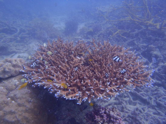 Die teilweise Farbenvielfalt ...