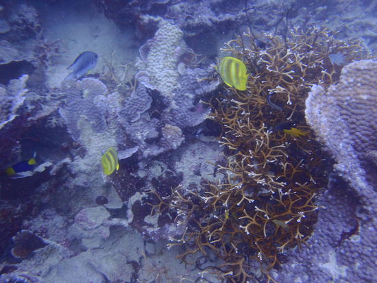 ... bei Fischen und Korallen