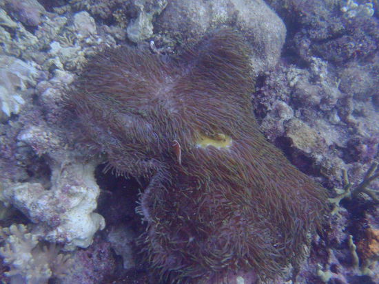 Der Clownfisch bei seiner Anemone