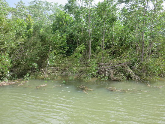 Und wieder auf der Suche nach Krokodilen ...