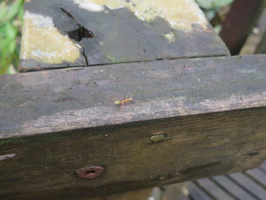 grüne Ameise, aus deren Hinterteilen die Aborigines einen Zitronentee kochen, weil diese stark nach Lemon schmecken - woher ich das weiss? Natürlich von unserer Reiseleiterin 