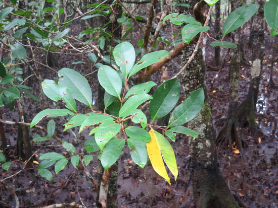 Warum haben die Mangrovenbäume ein gelbes Blatt? Weil sie das Salz im Wasser nur an ein Blatt abgeben (die anderen kriegen das gefillterte Süsswasser). Wenn das Blatt dann voller Salz und damit gelb ist, stribt und fällt es ab und somit stirbt nur eines immer ab und der Kreislauf des Lebens geht weiter ...