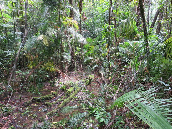 kleine Dschungeltour