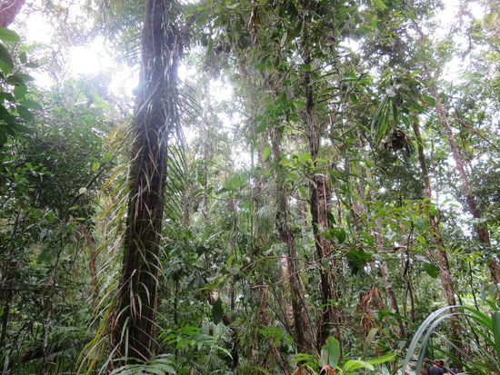 sehr dicht, selbst noch nach Cyclon ita