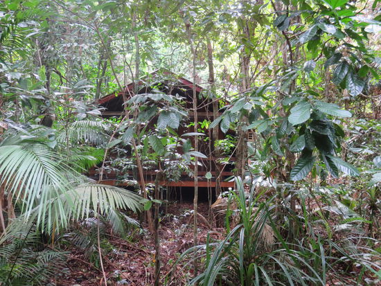 Meine Hütte im Dschungel ...