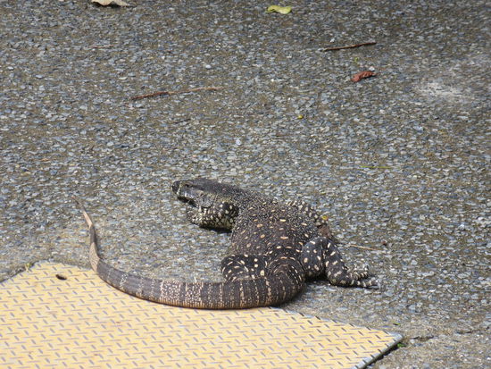 .... weshalb auch klar war, wieso solche Echsen auf dem Parkplatz rumlaufen 