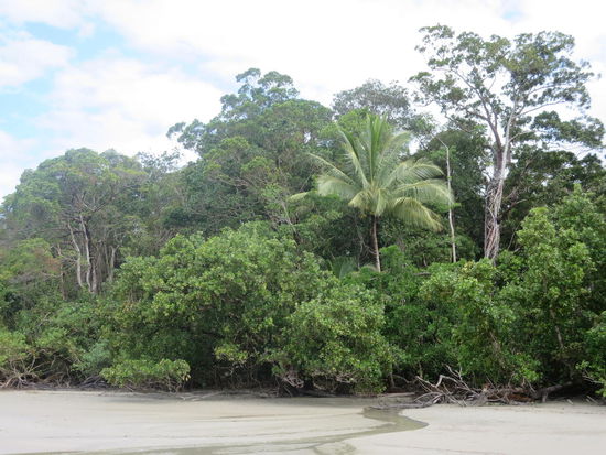 Hier geht der Urwald ...