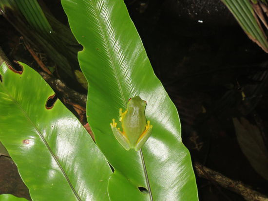 Ein Frosch, der Laute wie ein Schaf von sich gibt 