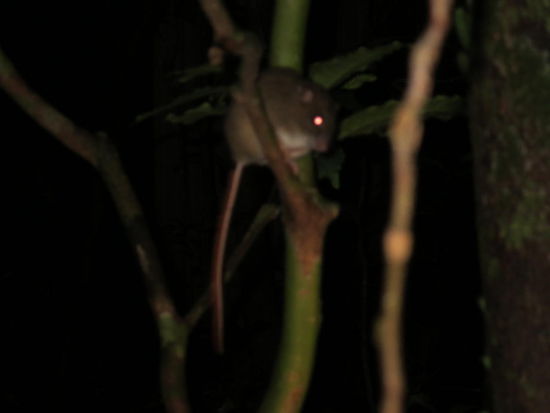 Irgendeine Art Ratte/Beuteltier