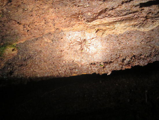 Huntsmen-Spider - Wenn man sie mit einem Stock leicht berührt, greift sie an, sie ist aber nicht gefährlich führ Menschen ...
