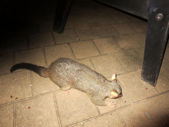 Da war es, dass Possum, Neuseelands Pest, auf Futtersuche in unserem Küchenbereich ...