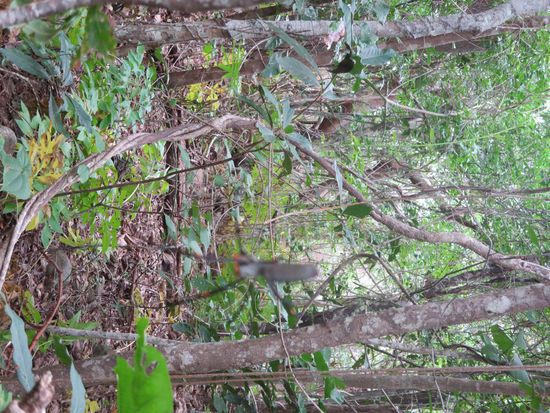 auf dem Weg zum Aussichtspunkt gab es wieder mal kleine Spinnen zu sehen ...