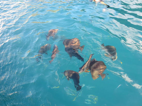 Und am Abend kam dann auch ein neugieriger Delphin und schwamm um unser Schiff, leider nie im Scheinwerfer, so dass kein Bild möglich war