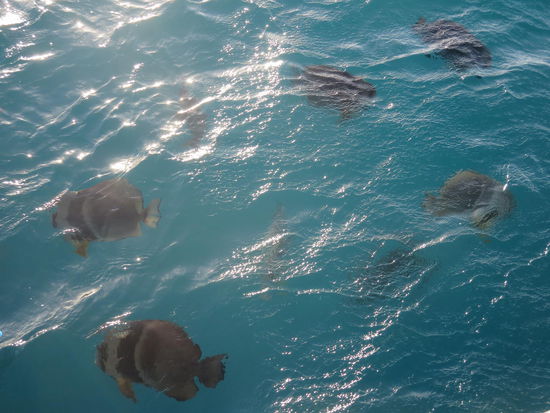 Sogenannte Batfishs, ganz nah am Boot und gut zu erkennen