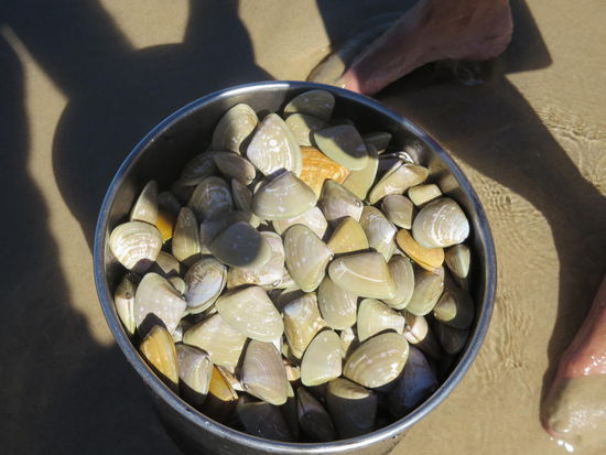 ... auf Muscheljagd ... Nur wenig unter der Oberfläche am strand gelegen, hatten wir schnell den Topf voll und unserer Guide hat sie uns Abvends in leckerer Currysauce präsentiert und jeder hat sie sich schmecken lassen