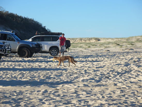 Ein neugieriger Dingo auf Fressensuche nach bei den Autos