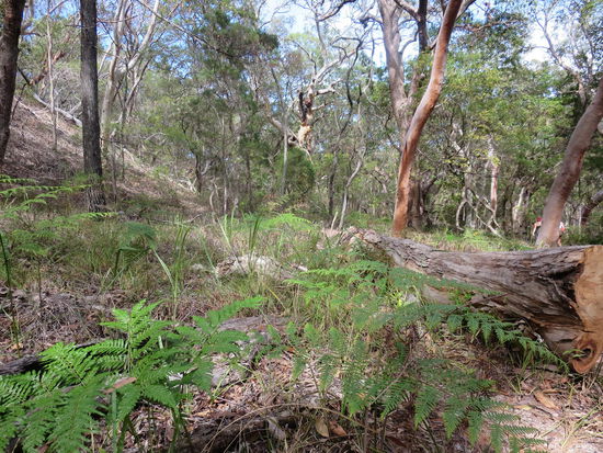 ... durch den Dschungel ...