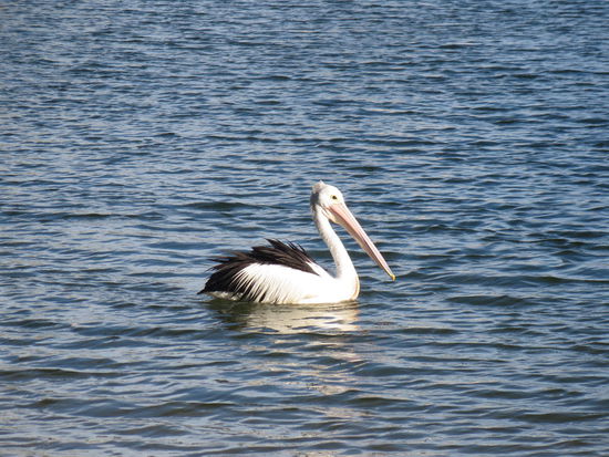 Nach Adelaide hab ich ihn endlich auch mal ablichten können, den pelikan, wobei das ja mal wirklich an Florida erinnert