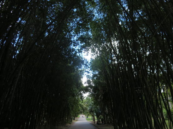 ... und Riesen-Bambusbäumen