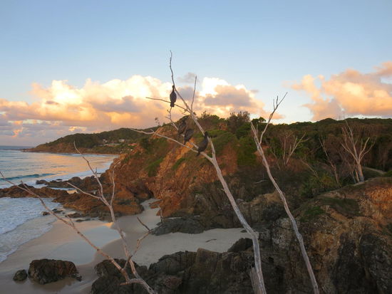 da chillen auch die Vögel 