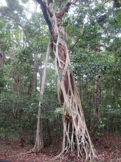 Tja, erinnert mich etwas an die Tempel von Angkor in Kambodscha 