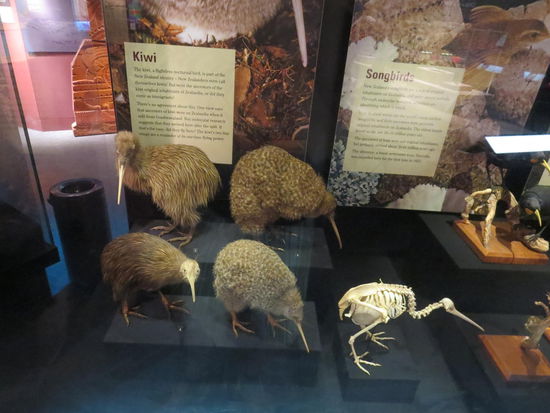 Der Kiwi, das National-Tier Neuseelands