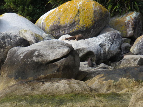 Da liegen sie faul rum ...