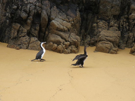 Pinguine, die auch fliegen können ...