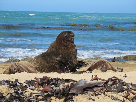 Seelöwen mitten am Strand - mindestens 10m Abstand waren Pflicht ...