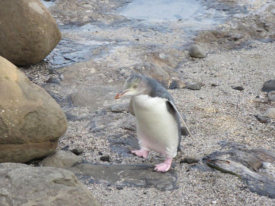 Gelbaugenpinguin, die wohl seltenste Art, auf dem Weg zurück zu Brutstätte