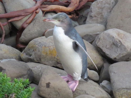 Nicht schüchtern, kam er fast bis auf die lauernden Zuschauer ran 