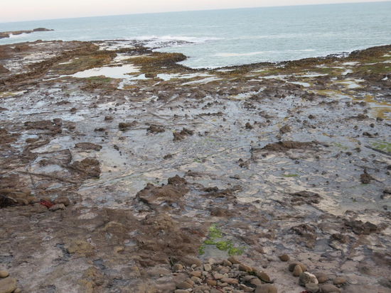 Curio Bay - wer den hier liegenden versteinerten Wa.ld zweifelfrei erkennt, bitte melden 