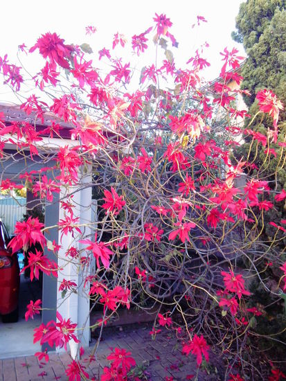 Wunderschön blühender Weihnachtsstern