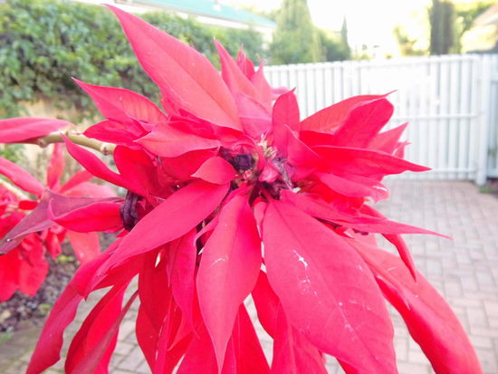 Weihnachsstern   Ja ist denn schon wieder Weihnachten oder was?!?