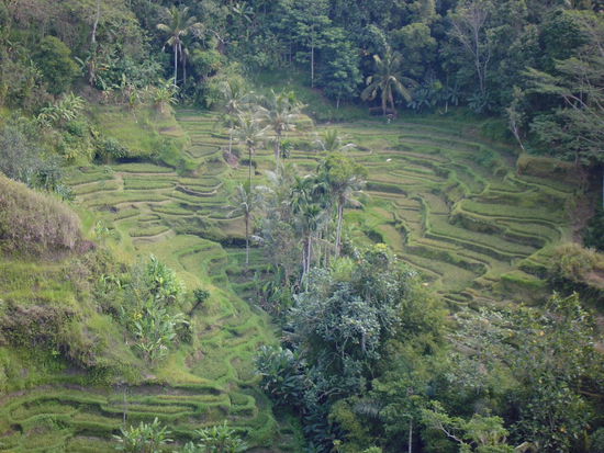 Natürliche Reisterasse