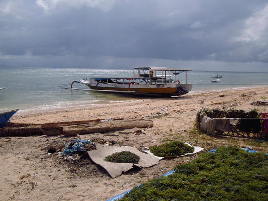 Auf Lembongan 
wir haben beim Schnorcheln Algenplantagen entdeckt. Hier werden sie gerade getrocknet