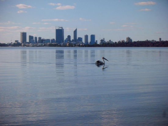 Perth mit Pelikan