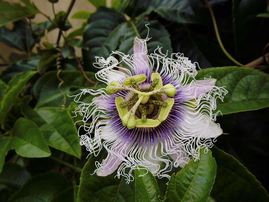 Passionsfruchtblume in unserem Garten