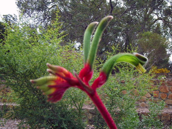 Kangaroo  paw