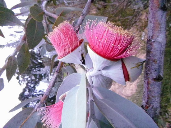 Gumtree flower