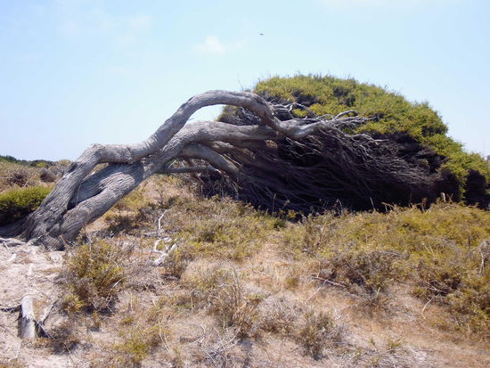 Durch die ständigen Winde, wachsen viele Bäume auf Rottnest Island so krumm.