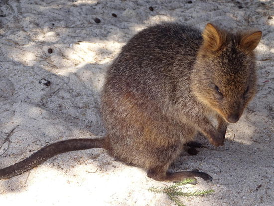 Die sind einfach sooooo süß - Quakkas