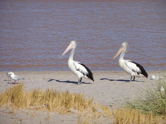 Pelikane in Kalbarri