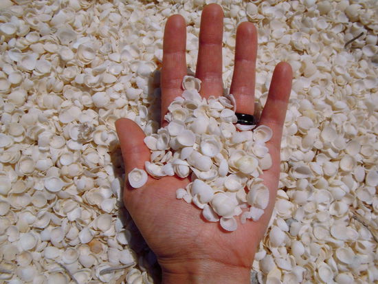Shell beach -    Muscheln, Muscheln, Muscheln