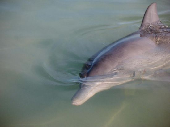 Delfine bei Monkey Mia