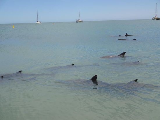 Noch mehr Delfine