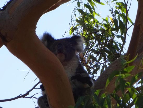 Koala im Yanchep NP ( wir haben 8 Koalas entdeckt..)