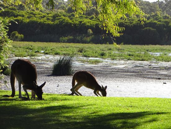 Kängurus im Yanchep NP