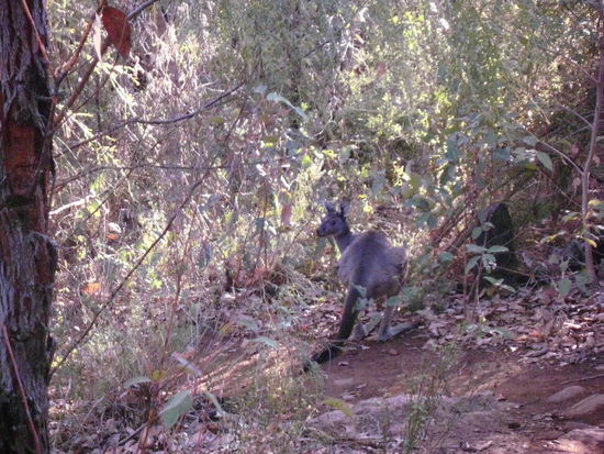 Känguru aufm Weg zurück