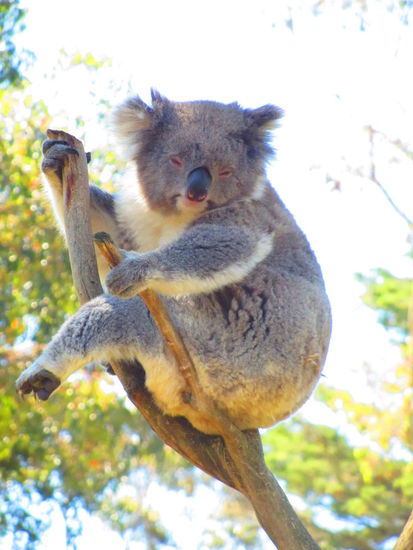 Koala - nicht Koalabär (ist kein Bär).
Sie schlafen 22std am Tag und die 2 anderen fressen sie Eucalyptusblätter - und nur bestimmte sorten. Eigentlich sind sie giftig aber die Koalas können sie verdauen - was aber dazu führt, dass sie meistens high sind (ist das nicht schön) und ihr pipi nach Eucalyptus riecht - nach was auch sonst?!